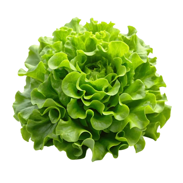 Lechuga